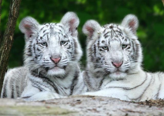 LYDIAS WHITE ANIMALS - I Love White Animals